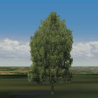 Birch tree for European Air War