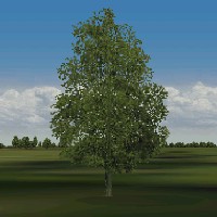 Birch tree for European Air War