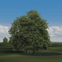 Chestnut tree for European Air War