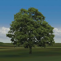 Maple tree for European Air War