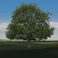 Oak tree for European Air War