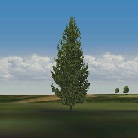 Spruce tree for European Air War