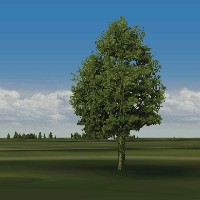 Tree for European Air War